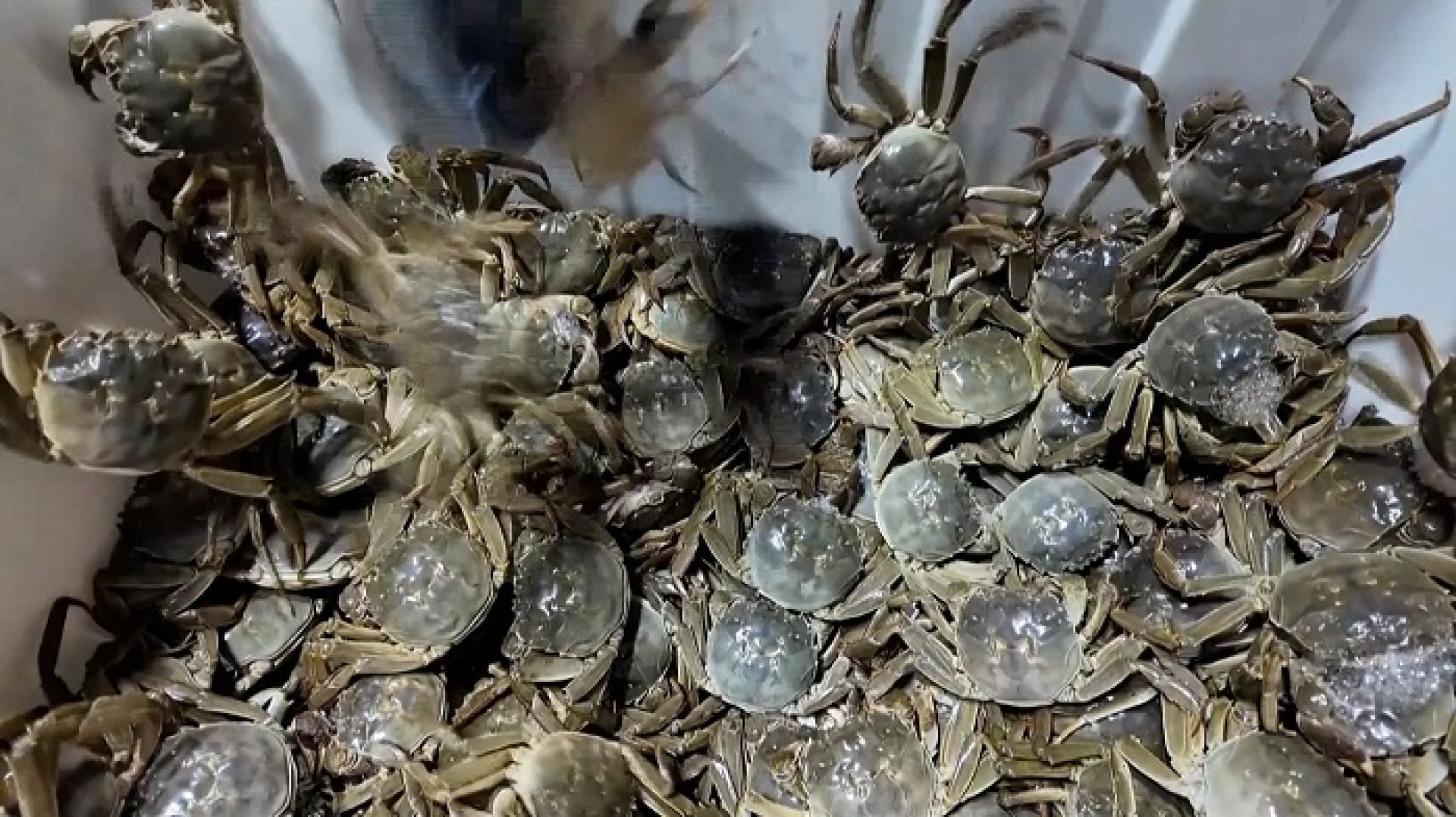 पूर्वी चीनमा गंगटाबाट राम्रो आम्दानी, मूल्य कति पर्छ ?